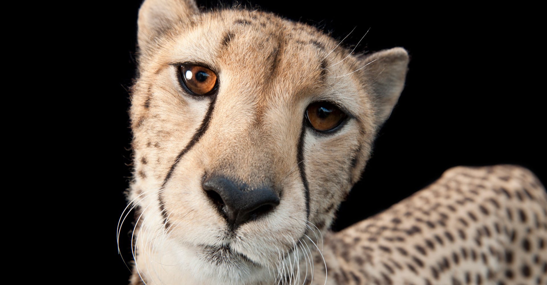 Joel Sartore Annenberg Space For Photography