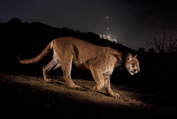 Overzicht Leesbaarheid teller Steve Winter: The Quest for the Hollywood Cougar - Annenberg Space for  Photography